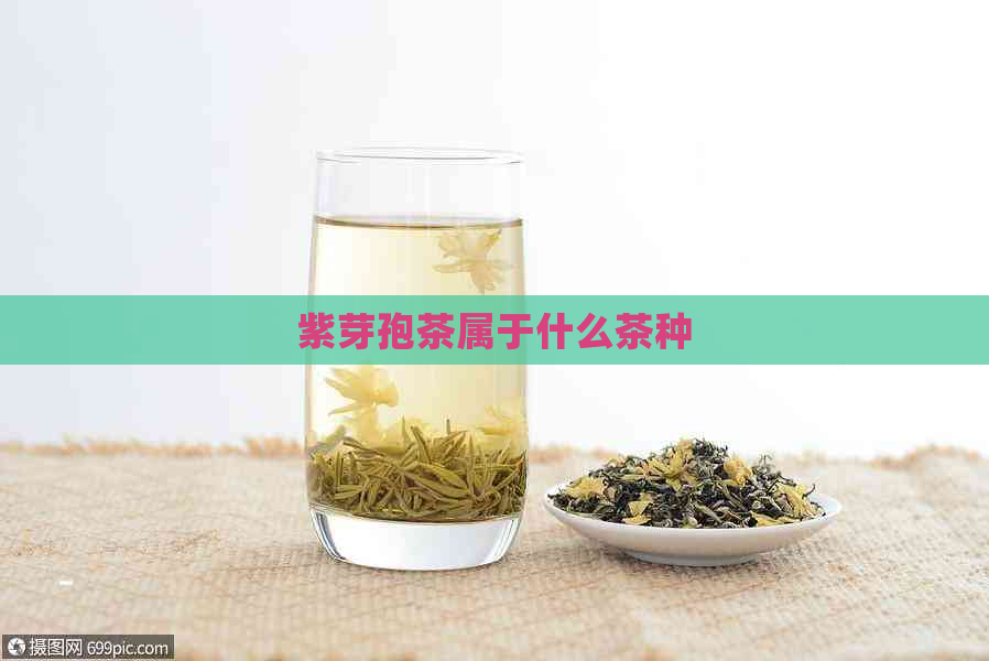 紫芽孢茶属于什么茶种