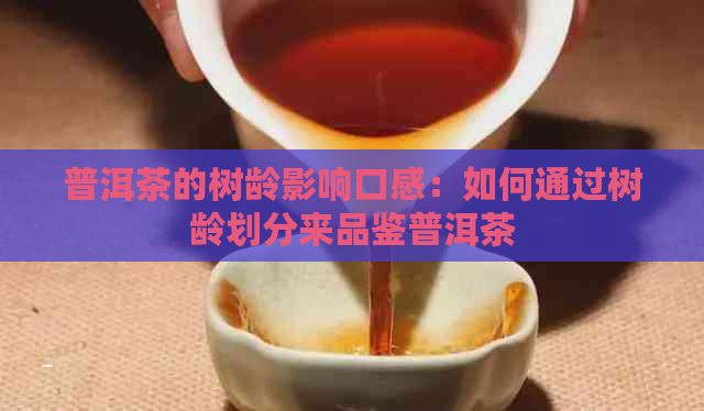 普洱茶的树龄影响口感：如何通过树龄划分来品鉴普洱茶