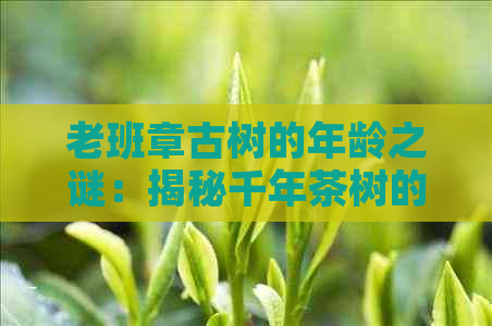 老班章古树的年龄之谜：揭秘千年茶树的传奇故事