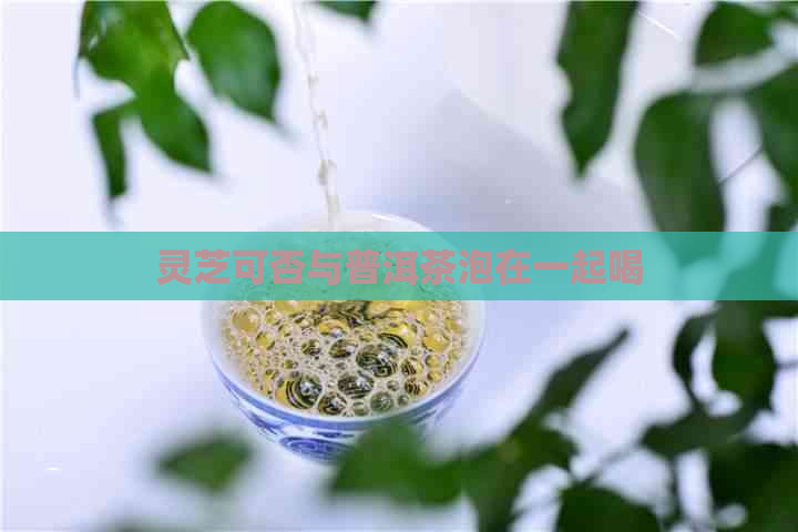 灵芝可否与普洱茶泡在一起喝