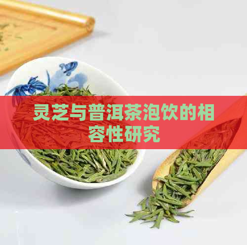 灵芝与普洱茶泡饮的相容性研究