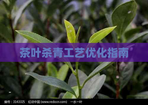 茶叶杀青工艺优化指南