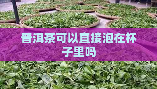 普洱茶可以直接泡在杯子里吗