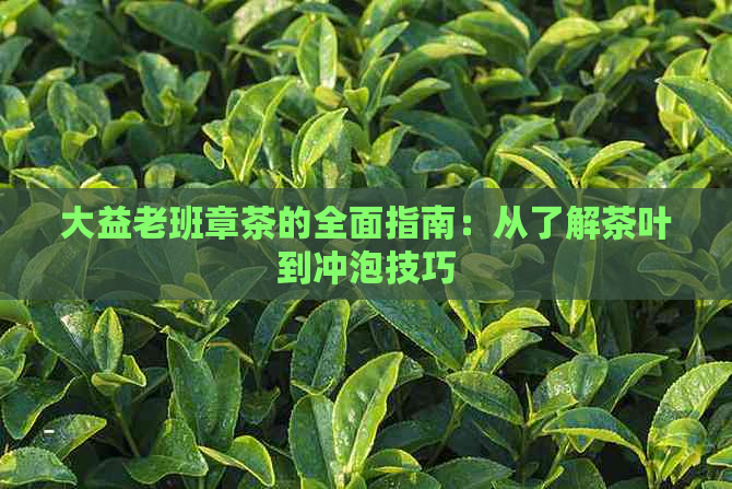 大益老班章茶的全面指南：从了解茶叶到冲泡技巧