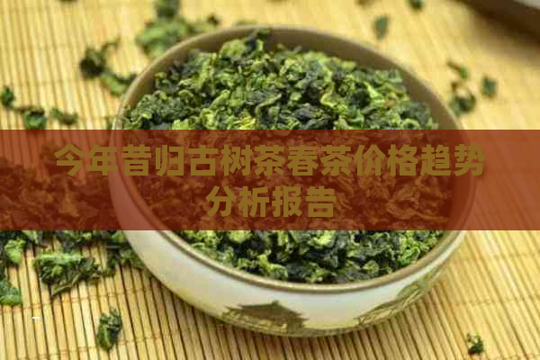 今年昔归古树茶春茶价格趋势分析报告