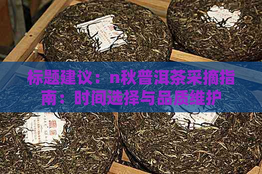 标题建议：n秋普洱茶采摘指南：时间选择与品质维护