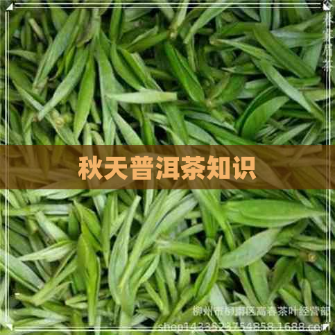 秋天普洱茶知识