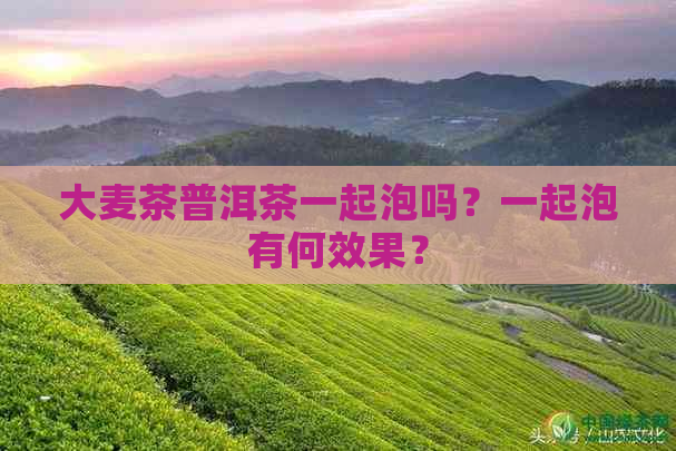 大麦茶普洱茶一起泡吗？一起泡有何效果？