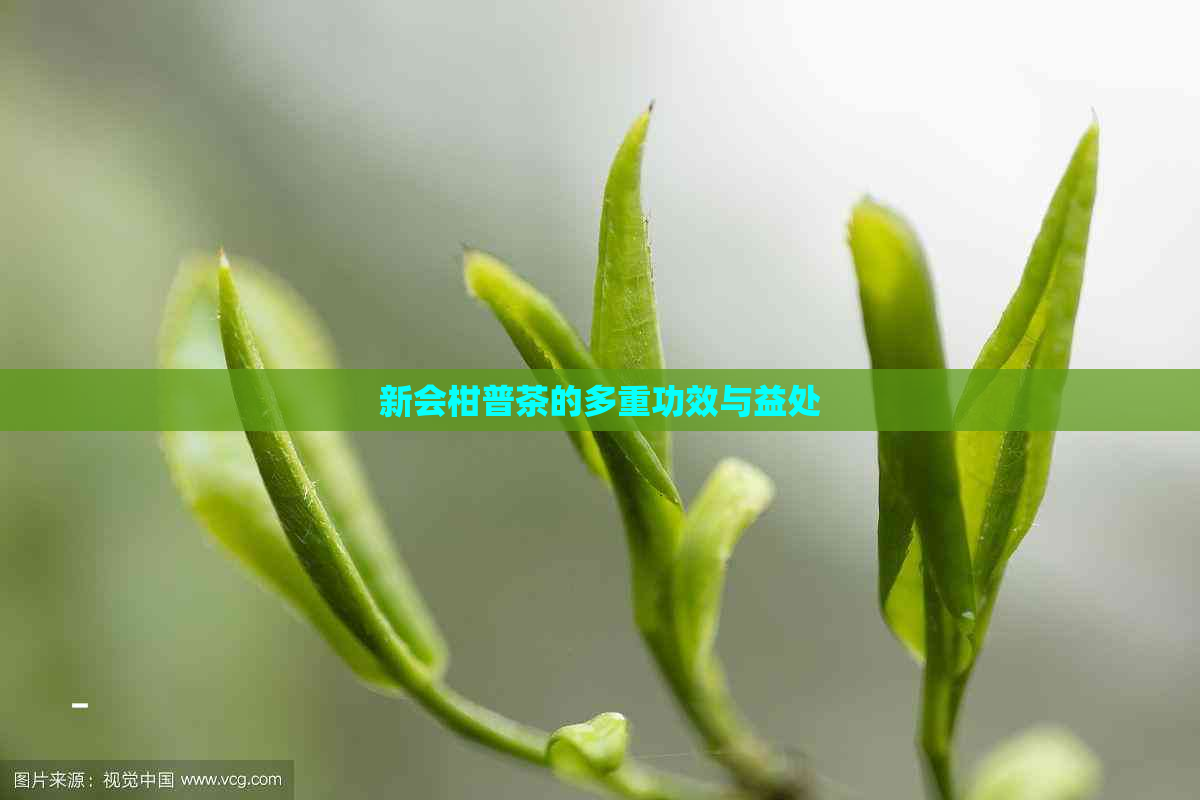 新会柑普茶的多重功效与益处