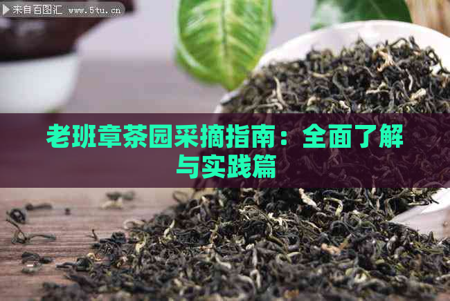 老班章茶园采摘指南：全面了解与实践篇