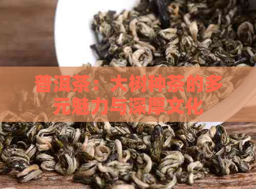 普洱茶：大树种茶的多元魅力与深厚文化