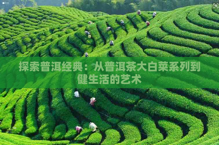 探索普洱经典：从普洱茶大白菜系列到健生活的艺术