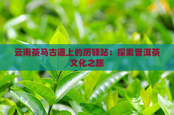 云南茶马古道上的历驿站：探索普洱茶文化之旅