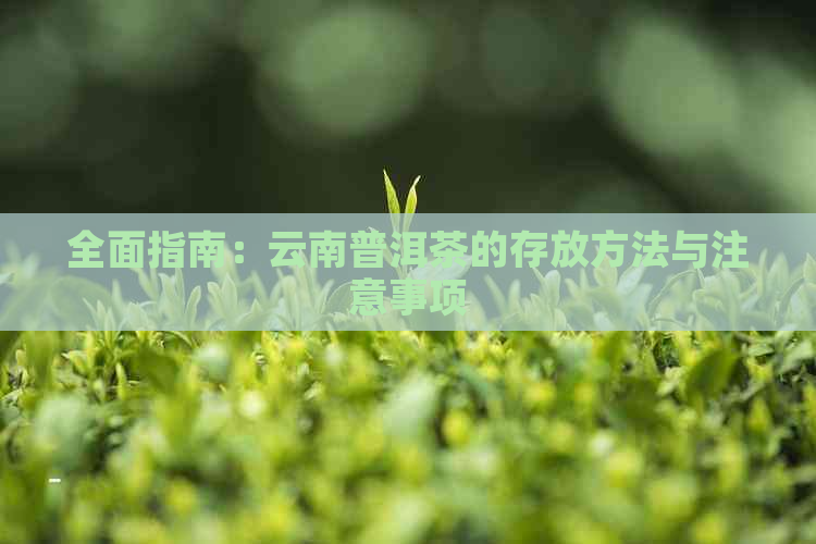 全面指南：云南普洱茶的存放方法与注意事项