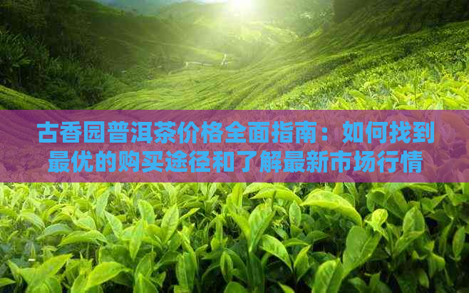 古香园普洱茶价格全面指南：如何找到更优的购买途径和了解最新市场行情