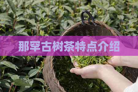 那罕古树茶特点介绍