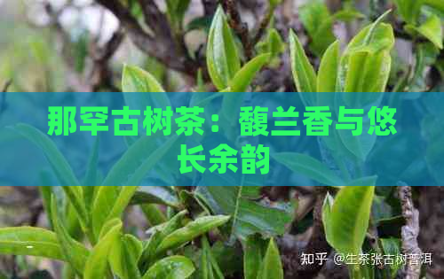 那罕古树茶：馥兰香与悠长余韵