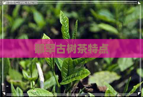 那罕古树茶特点