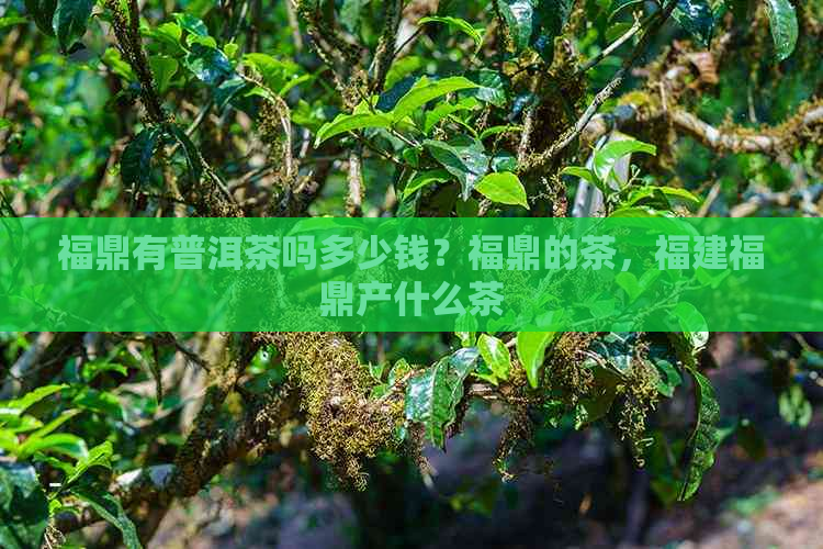 福鼎有普洱茶吗多少钱？福鼎的茶，福建福鼎产什么茶