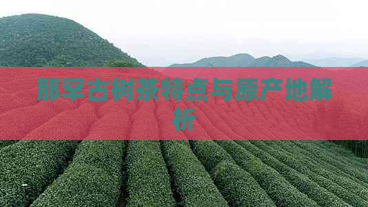 那罕古树茶特点与原产地解析