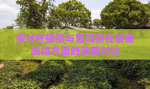 探讨柠檬茶与普洱茶在辅助减脂方面的效果对比