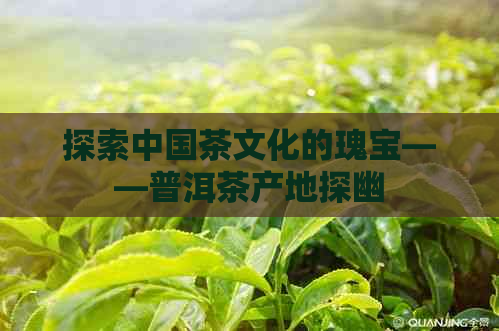 探索中国茶文化的瑰宝——普洱茶产地探幽