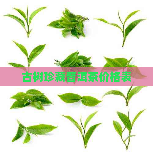 古树珍藏普洱茶价格表