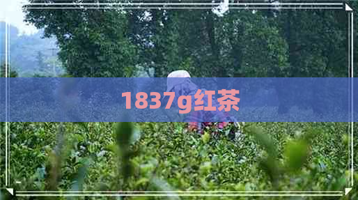 1837g红茶