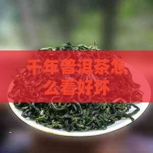 千年普洱茶怎么看好坏