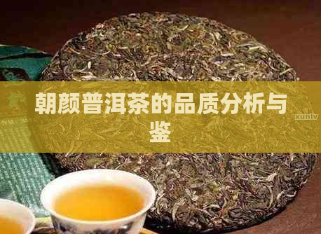 朝颜普洱茶的品质分析与鉴