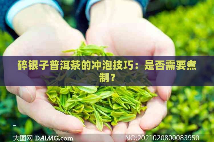 碎银子普洱茶的冲泡技巧：是否需要煮制？