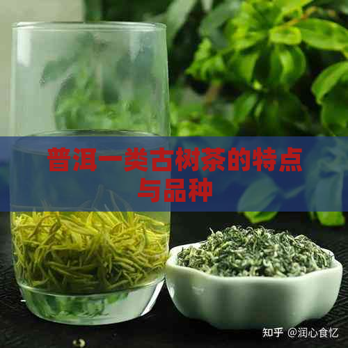 普洱一类古树茶的特点与品种