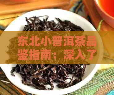 东北小普洱茶品鉴指南：深入了解普洱茶的历文化与选购技巧