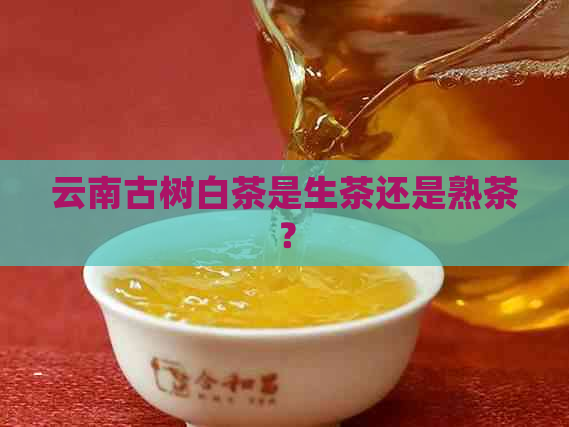 云南古树白茶是生茶还是熟茶？