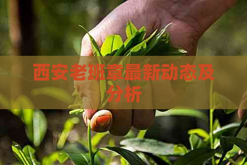 西安老班章最新动态及分析