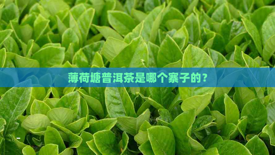 薄荷塘普洱茶是哪个寨子的？