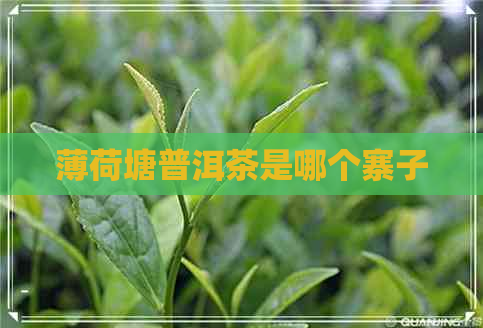 薄荷塘普洱茶是哪个寨子