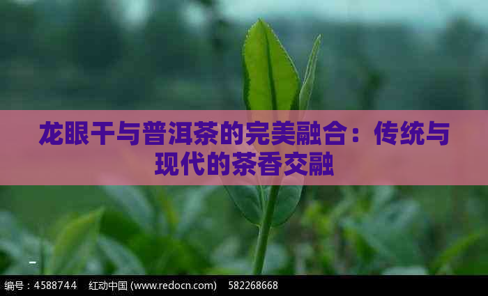 龙眼干与普洱茶的完美融合：传统与现代的茶香交融