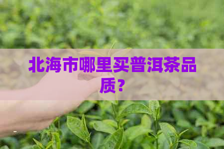 北海市哪里买普洱茶品质？