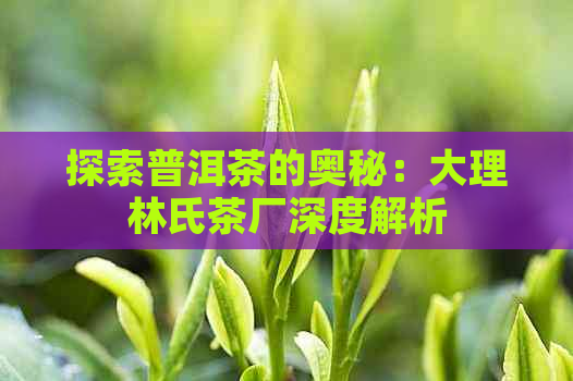 探索普洱茶的奥秘：大理林氏茶厂深度解析