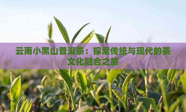 云南小黑山普洱茶：探索传统与现代的茶文化融合之旅