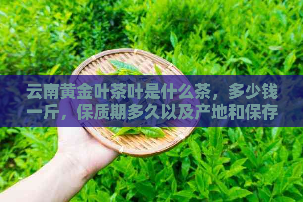 云南黄金叶茶叶是什么茶，多少钱一斤，保质期多久以及产地和保存时间