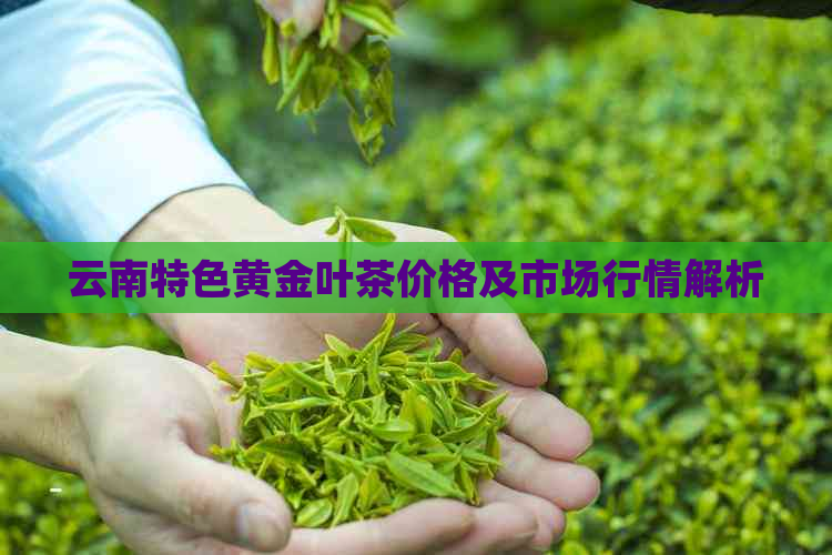 云南特色黄金叶茶价格及市场行情解析