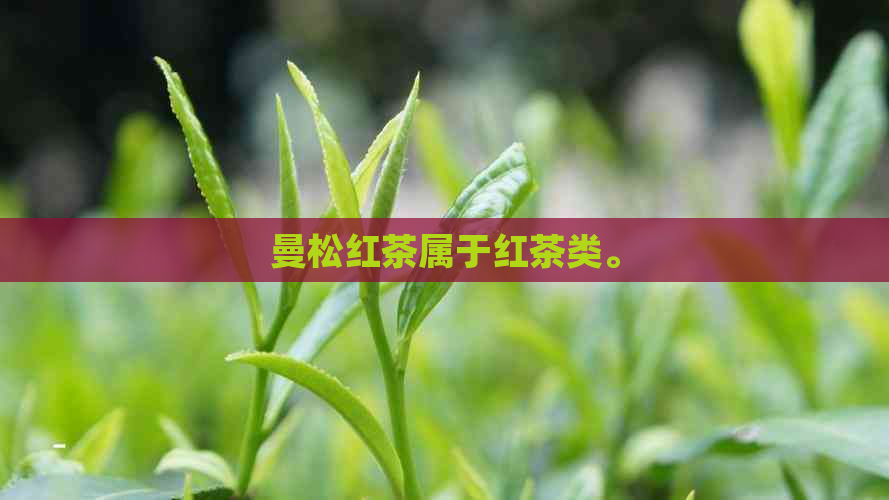 曼松红茶属于红茶类。