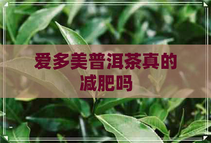 爱多美普洱茶真的减肥吗