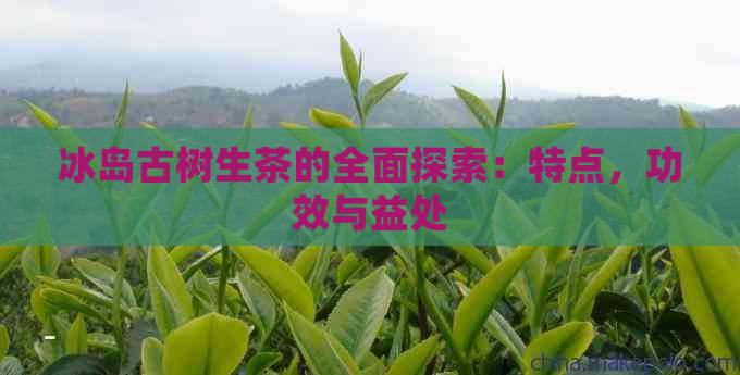 冰岛古树生茶的全面探索：特点，功效与益处