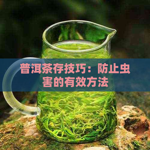 普洱茶存技巧：防止虫害的有效方法