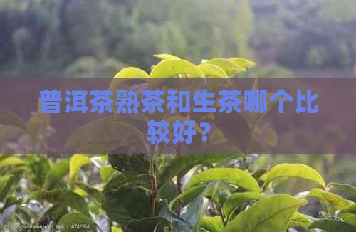 普洱茶熟茶和生茶哪个比较好？