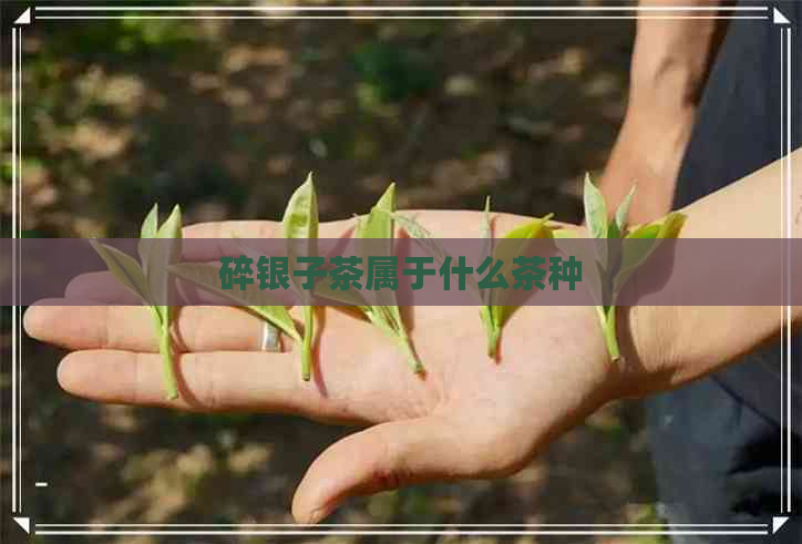 碎银子茶属于什么茶种