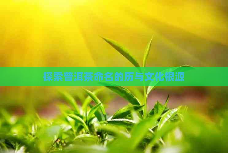 探索普洱茶命名的历与文化根源